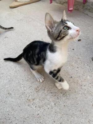 Jope (geb. April 2026) - EKH-Kater, EKH - Kater