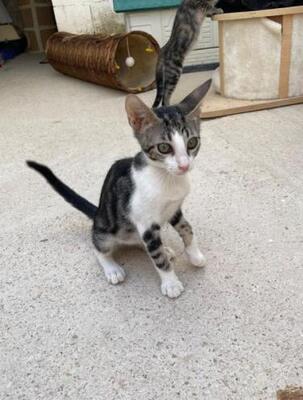 Jope (geb. April 2026) - EKH-Kater, EKH - Kater