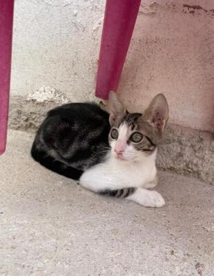 Jope (geb. April 2026) - EKH-Kater, EKH - Kater