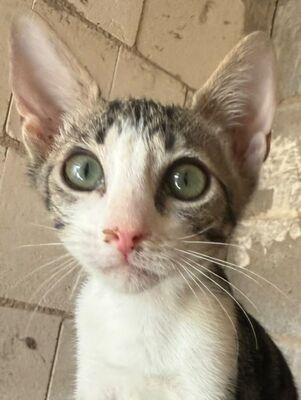 Jope (geb. April 26), EKH - Kater