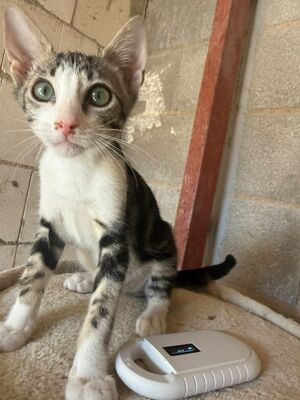 Jope (geb. April 26), EKH - Kater