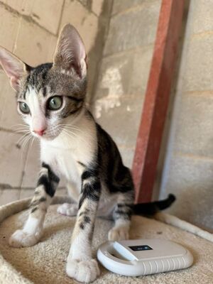Jope (geb. April 26), EKH - Kater