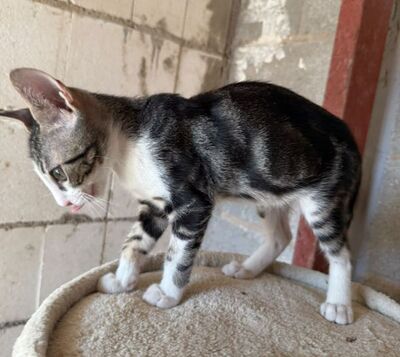 Jope (geb. April 26), EKH - Kater