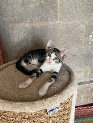 Jope (geb. April 26), EKH - Kater