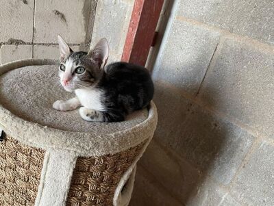 Jope (geb. April 26), EKH - Kater