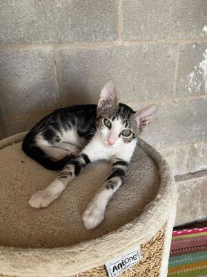 Jope (geb. April 26), EKH - Kater