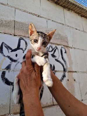 Jope (geb. April 26), EKH - Kater