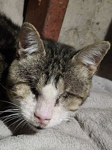 Josef, Europäisch Kurzhaar - Kater