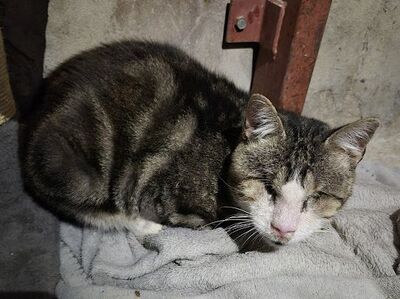Josef, Europäisch Kurzhaar - Kater