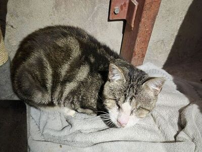 Josef, Europäisch Kurzhaar - Kater