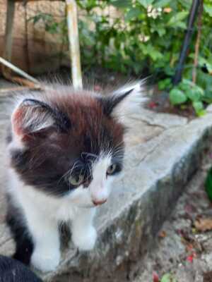 Josie, Bauernhofkatze - Katze