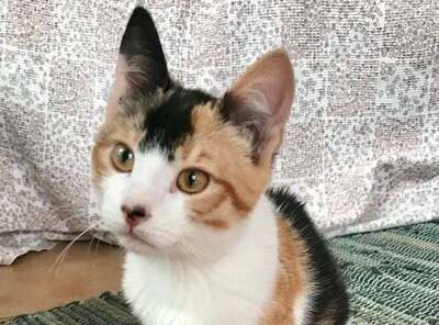 Josie - Dreifarbiges Katzenmädchen, ca. 4 Monate, Mischling Jungtier - Katze