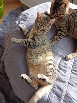 Judy - Sanftes Katzenmädchen, ca. 4 Monate, Mischling Jungtier - Katze