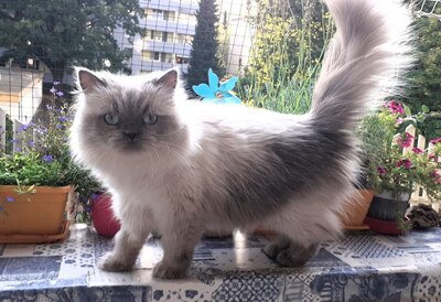 Julchen, Perser mit Nase - Katze