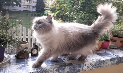 Julchen, Perser mit Nase - Katze