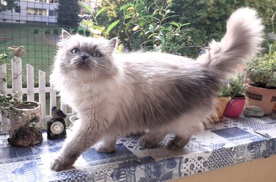 Julchen, Perser mit Nase - Katze