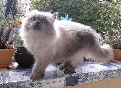 Julchen, Perser mit Nase - Katze