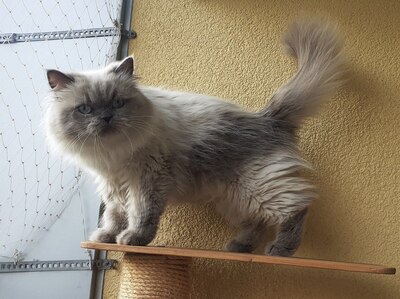 Julchen, Perser mit Nase - Katze