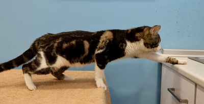 Julian, Mix - Kater