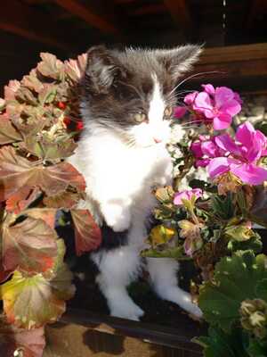 Julian und Julia, Hauskatze Jungtier - Kater