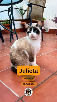 Julieta, Siam - Katze