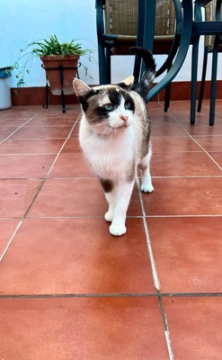 Julieta, Siam - Katze