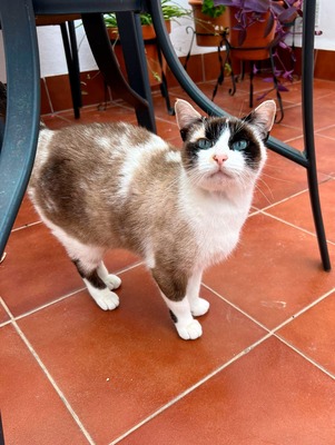 Julieta, Siam - Katze