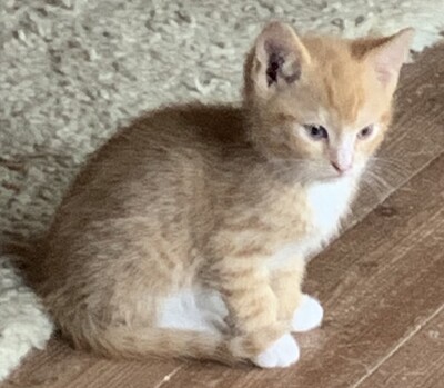 Junge Kätzchen abzugeben, Hauskatze Jungtier - Katze