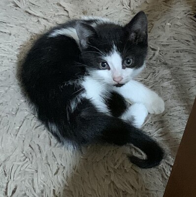 Junge Kätzchen abzugeben, Hauskatze Jungtier - Katze