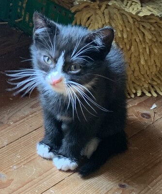 Junge Kätzchen abzugeben, Hauskatze Jungtier - Katze