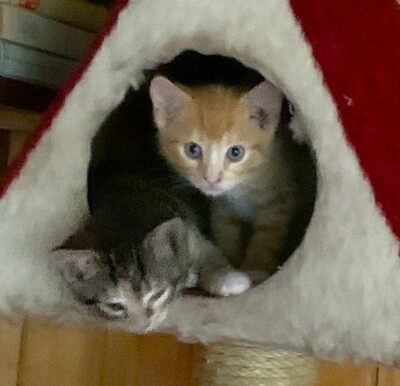 Junge Kätzchen abzugeben, Hauskatze Jungtier - Katze