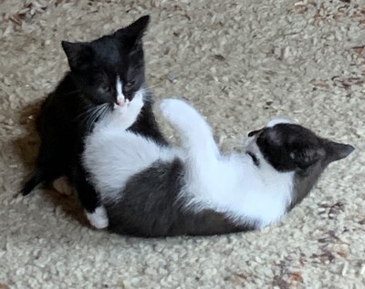 Junge Kätzchen abzugeben, Hauskatze Jungtier - Katze
