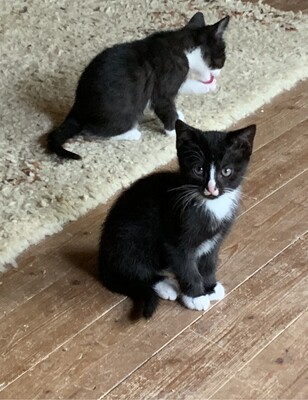 Junge Kätzchen abzugeben, Hauskatze Jungtier - Katze