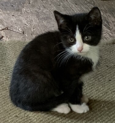 Junge Kätzchen abzugeben, Hauskatze Jungtier - Katze