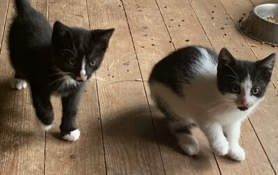 Junge Kätzchen abzugeben, Hauskatze Jungtier - Katze