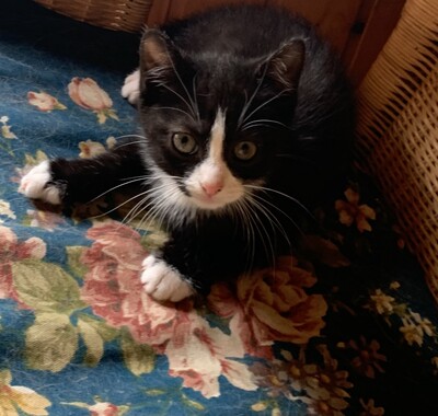 Junge Kätzchen abzugeben, Hauskatze Jungtier - Katze
