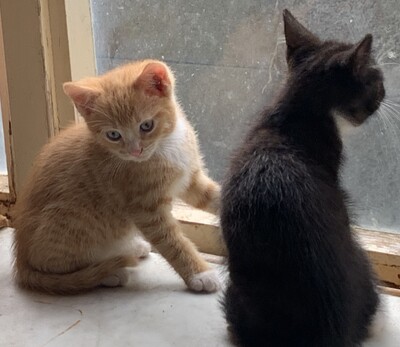 Junge Kätzchen abzugeben, Hauskatze Jungtier - Katze