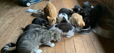 Junge Kätzchen abzugeben, Hauskatze Jungtier - Katze