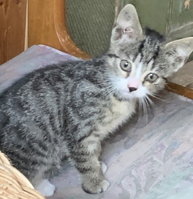 Junge Kätzchen abzugeben, Hauskatze Kitten - Katze