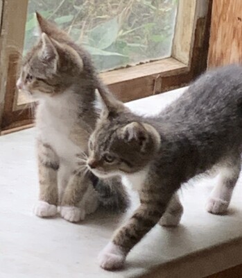 Junge Kätzchen abzugeben, Hauskatze Kitten - Katze