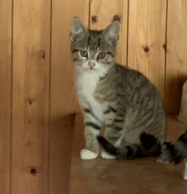 Junge Kätzchen abzugeben, Hauskatze Kitten - Katze