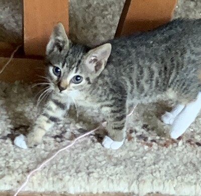 Junge Kätzchen abzugeben, Hauskatze Kitten - Katze