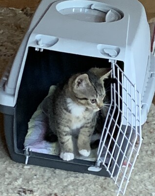Junge Kätzchen abzugeben, Hauskatze Kitten - Katze