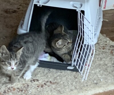 Junge Kätzchen abzugeben, Hauskatze Kitten - Katze
