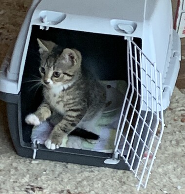 Junge Kätzchen abzugeben, Hauskatze Kitten - Katze
