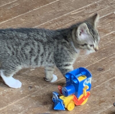 Junge Kätzchen abzugeben, Hauskatze Kitten - Katze