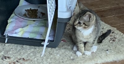 Junge Kätzchen abzugeben, Hauskatze Kitten - Katze