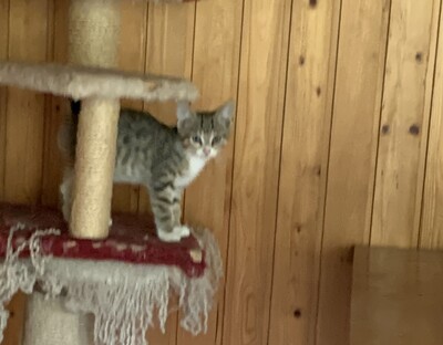 Junge Kätzchen abzugeben, Hauskatze Kitten - Katze