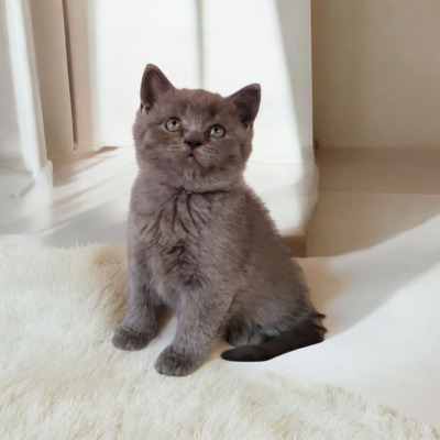 Junge und Mädchen, Britisch Kurzhaar Jungtier - Katze