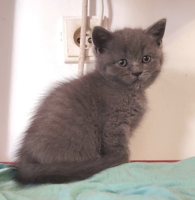 Junge und Mädchen, Britisch Kurzhaar Jungtier - Katze